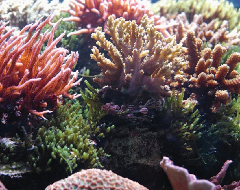 Die Reef Ball Foundation hat laut ihrem Vorsitzenden Todd Barber bisher in mehr als 55 Ländern insgesamt mehr als eine halbe Million Reef Balls versenkt.