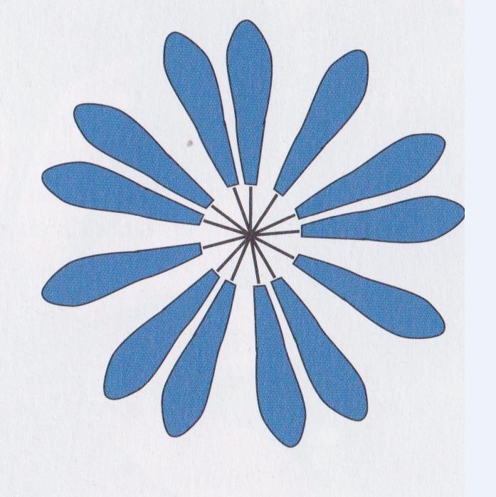 4 Phyllotaxis Bild aus Gems of Geometry, S.21 Das letzte (sechste) Blatt würde nun zwischen dem ersten und dritten Blütenblatt entstehen, hat dort aber keinen Platz mehr.