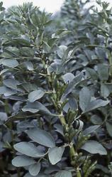 Bewährte Einzelsaaten für Hoch- und Niederwild 20100 Bohne Ackerbohne (Vicia faba) Die kleinkörnige Sorte wird wegen der geringeren Saatgutkosten und besseren Mischfähigkeit bevorzugt.