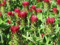 30750 + 30800 + 30870 Klee Rotklee (Trifolium pratense) Rotklee ist für eine hohe Anziehungskraft auf alle Wildarten bekannt.
