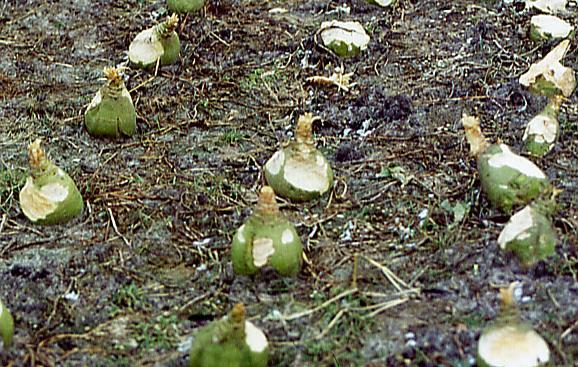 46500 Rübe Steckrübe / Kohlrübe (Brassica napus var. Napobrassica) Bildet als Verwandte des Rapses eine riesige Knolle, die als Gemüse und Futter genutzt wird.
