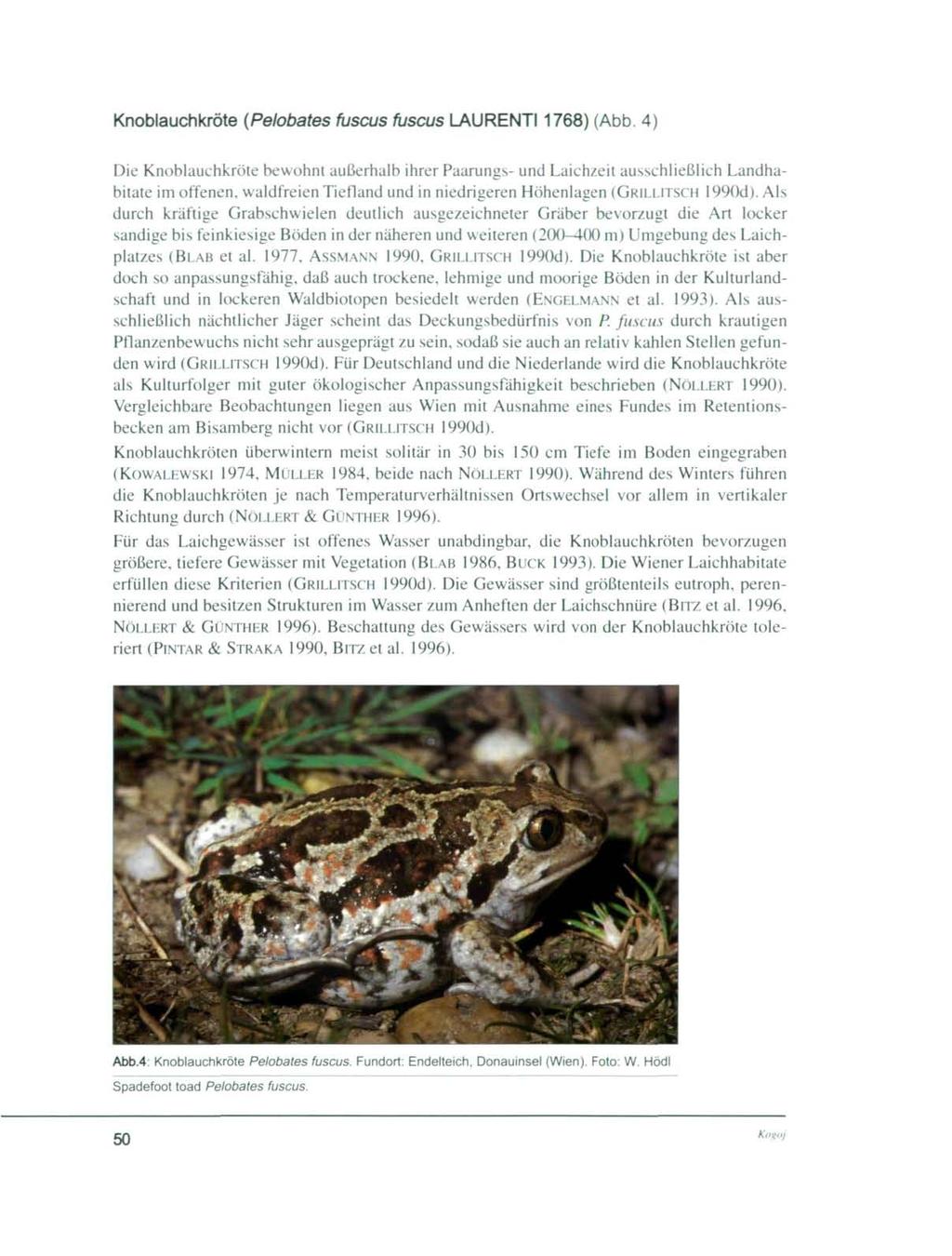 Knoblauchkröte (Pelobates fuscus fuscus LAURENT11768) (Abb.