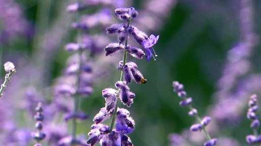 Infoblatt zur Sendung am 21. August 2012 im SWR Fernsehen Lavendel eine Atmosphäre wie in der Provence Lavendel mag es sandig, sonnig ohne Staunässe.