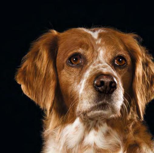 Ihr Partner beim Schutz Ihres Hundes Mit Ihrer liebevollen Fürsorge und unserer wegweisenden Forschung sorgen wir