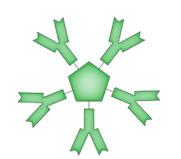 Immunglobulin M (IgM) - initial gebildet (Erstkontakt) - starke Agglutinationswirkung durch Pentamerstruktur - aktiviert klassischen Komplementweg