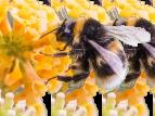 Insektenschutz Nisthilfen für die grosse Insektengruppe der Hau lügler (Hymenoptera), zu denen auch Wildbienen, Hummeln und Faltenwespen gehören sind sehr sinnvoll.
