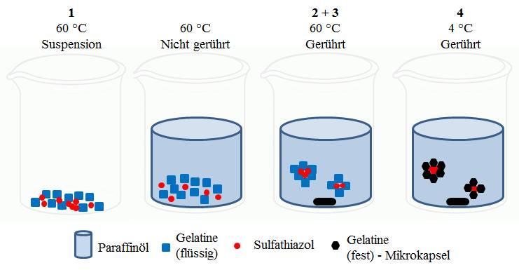 2 2) Phasentrennung: Das Wandmaterial wird durch geeignete Maßnahmen (Rühren in Paraffinöl) als Koazervat in flüssiger Form abgeschieden.