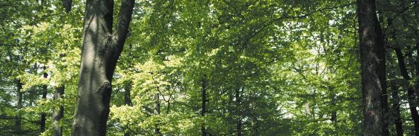 Abb. 1: Ältere Laubwälder mit geringer Kraut- und Strauchvegetation gehören zu den bevorzugten Jagdhabitaten des Großen Mausohrs in Hessen.