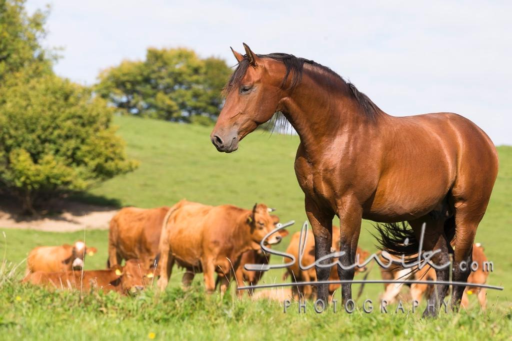 Gutshof Weng Informationsbroschüre 2016 GUTSHOF WENG Biolandbetrieb und Zucht iberischer Pferde Wir wollen Pferde für anspruchsvolle Reiter züchten.