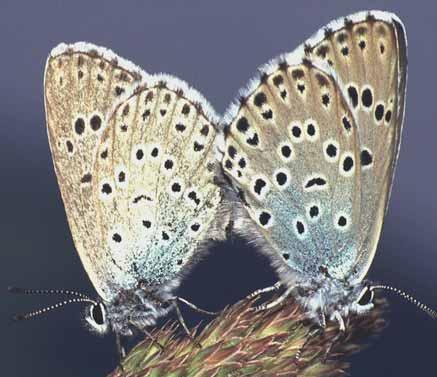 6 Trickreicher Bläuling Wie bei vielen Bläulingsarten sind die Unterund Oberseiten der Flügel farblich sehr unterschiedlich.