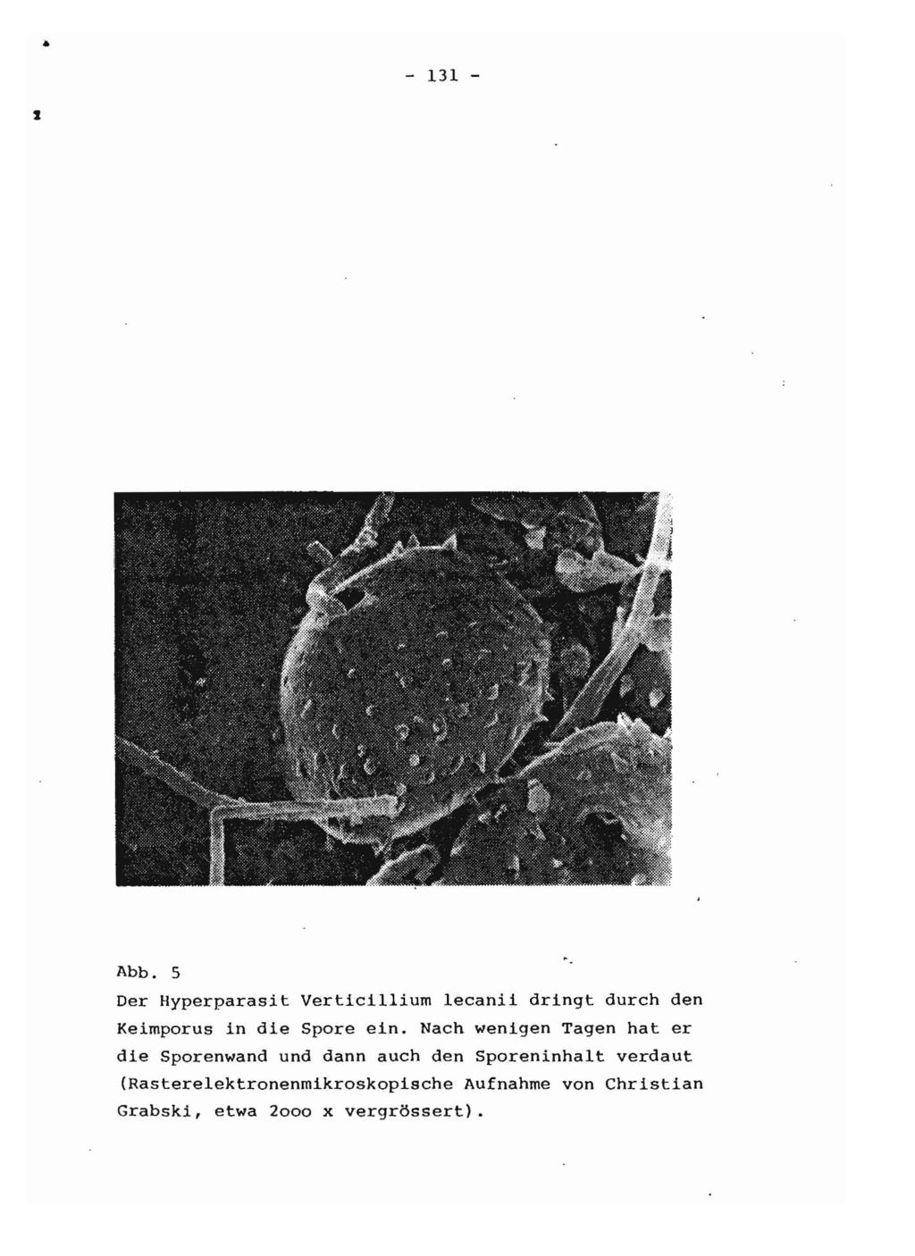 - 131 - Abb. 5 Der Hyperparasit Vertici11ium 1ecanii dringt durch den Keimporus in die Spore ein.