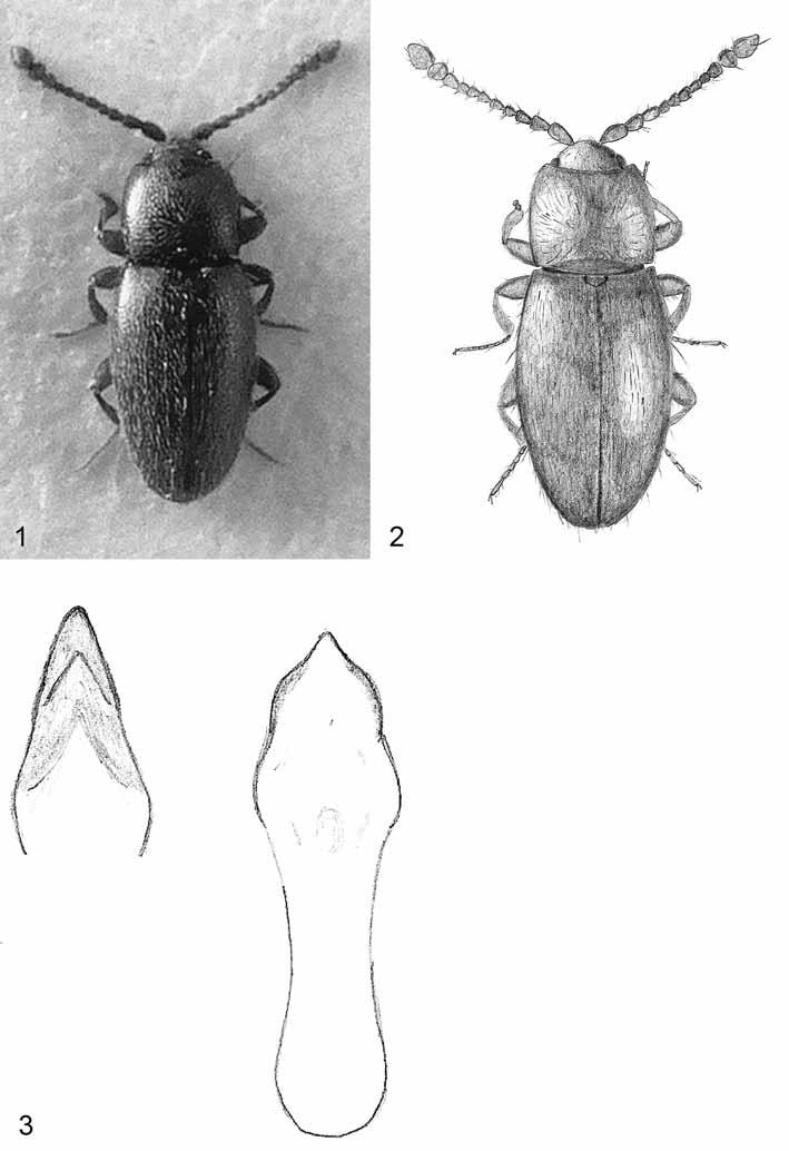 1293 Abb. 1-2: (1) Holotypus Meybohmia adanaensis gen. nov., spec.