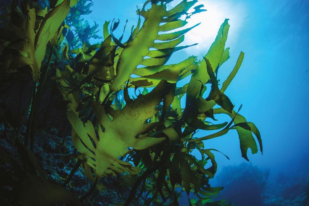 Catalyst Catalyst 100% Organic Seaweed Extract Ein konzentriertes Meeresalgenextrakt, das natürliche Wachstumsstimulanten und Vitamine enthält.