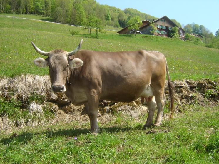 Vorläufiger Importstopp für OBV Tiere und Sperma aus der Schweiz Ab sofort werden neu importierte Original Braunviehtiere aus der Schweiz nicht mehr für die Generhaltung zugelassen.