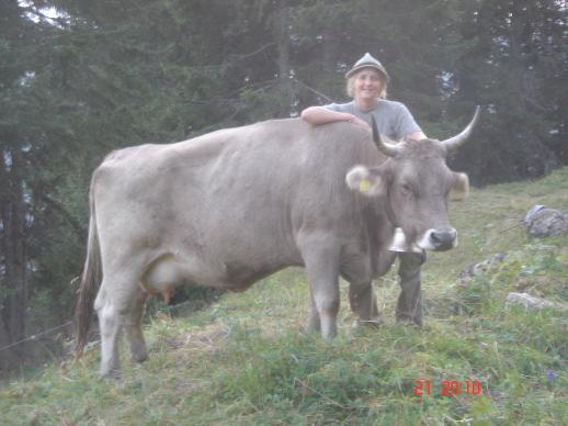 Bericht Original Braunviehzucht weiter im Aufwind Die Zahl der Original Braunviehbetriebe in Österreich ist auch im vergangenen Jahr angestiegen und die Anzahl der Kühe ist auf über 700 Stück