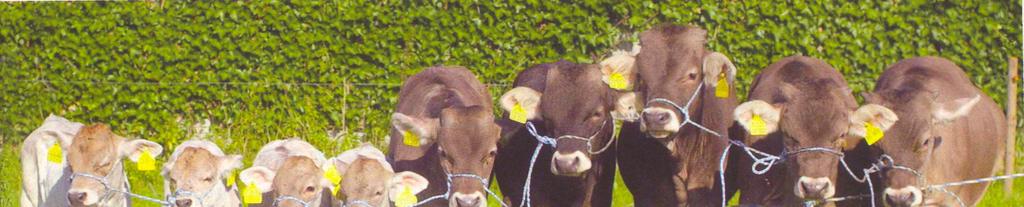 Bei den Holsteins ist die Entwicklung auf Grund der großen Population schon sehr weit fortgeschritten und es werden zahlreiche genomisch getestete Stiere eingesetzt.