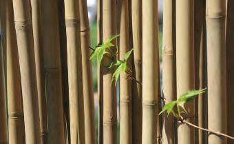 48 Bambus-DEKO-Element Natürlicher Sichtschutz Holzblockmontage: