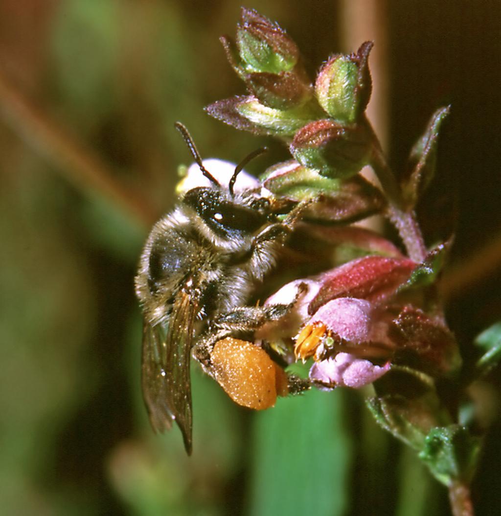 Die Zahntrost-Sägehornbiene nistet im Boden und legt ihre Nester bevorzugt an schütter bewachsenen Bodenstellen oder an sonnenexponierten Waldrändern an.