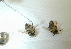 5 x 10 Bienen je Dosis; Wirkstoff und/oder formuliertes Prüfmittel,