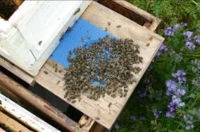 Bienengefährlichkeit: worst-case Zeltversuche