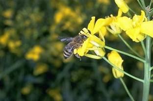 Prüfung auf Bienengefährlichkeit- Freiland Mortalität: 3 Tage vor Applikation, mindestens