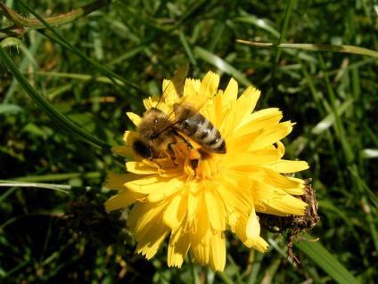 Bienenvergiftungen durch Pflanzenschutzmittel hängen nicht allein von der Prüfung der Mittel auf Bienengefährlichkeit und der Einstufung der Mittel ab: Nichtbeachtung der Bienenschutzverordnung