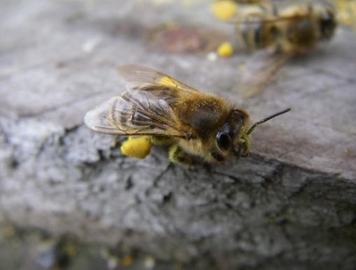 Bienen im Institut für Pflanzenschutz