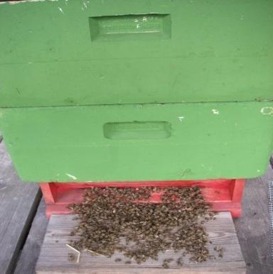 Bienenvergiftungen Forschung zur 