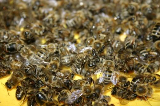 Entstehung von Bienenvergiftungen durch Pflanzenschutzmittel Faktoren