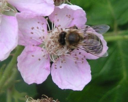 Entstehung von Bienenvergiftungen Faktoren der Entstehung und des Ausmaßes eines