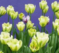 Einfamilienhauses Seite 68 «Kinderblumen»: Tulpen am Turban 6 2016 Seite 7 Sessions-Nachlese: