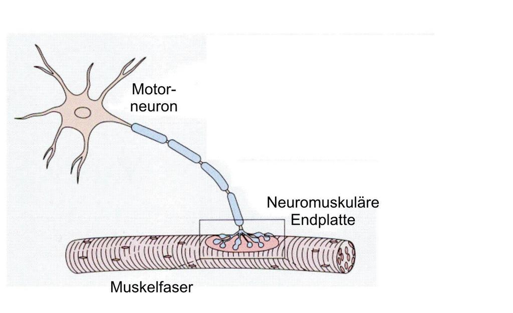 Die Neuromuskuläre