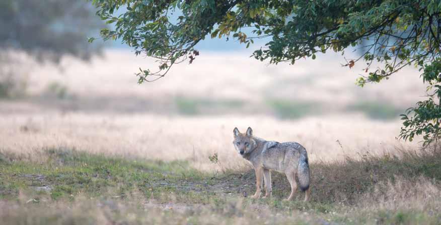 reportage: wölfe Ausgesetzt, geschmuggelt oder alles Natur?