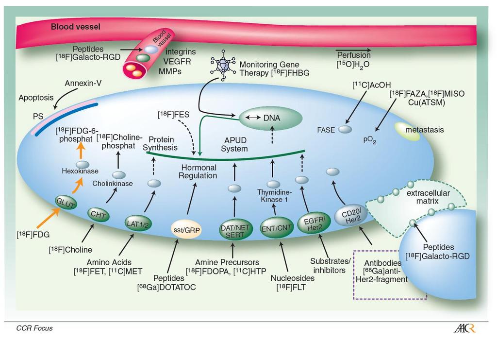 PET Tracer Molecular Imaging Probes