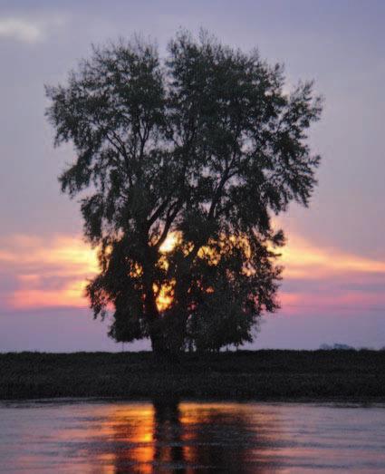 Abb.12: Weibliche Schwarzpappel in Dresden-Niederwartha. Sie wurde im Jahr 2006 als typisches Exemplar des Baum des Jahres abgebildet (ROLOFF 2006).