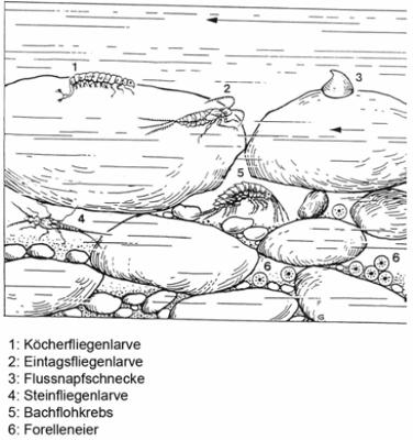 Lebensräume in unterschiedlichen Gewässertypen Sand- und lehmgeprägter Tieflandbach (Typ 14) Grobmaterialreicher,