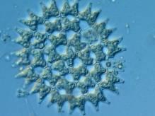 Bewertung des ökologischen Zustands Ökologischer Zustand Bewertungskomponenten - Biologie Pflanzen (Phytoplankton) Pflanzen (Makrophyten/ Phytobenthos) Tiere (Makrozoobenthos) Tiere (Fischfauna)