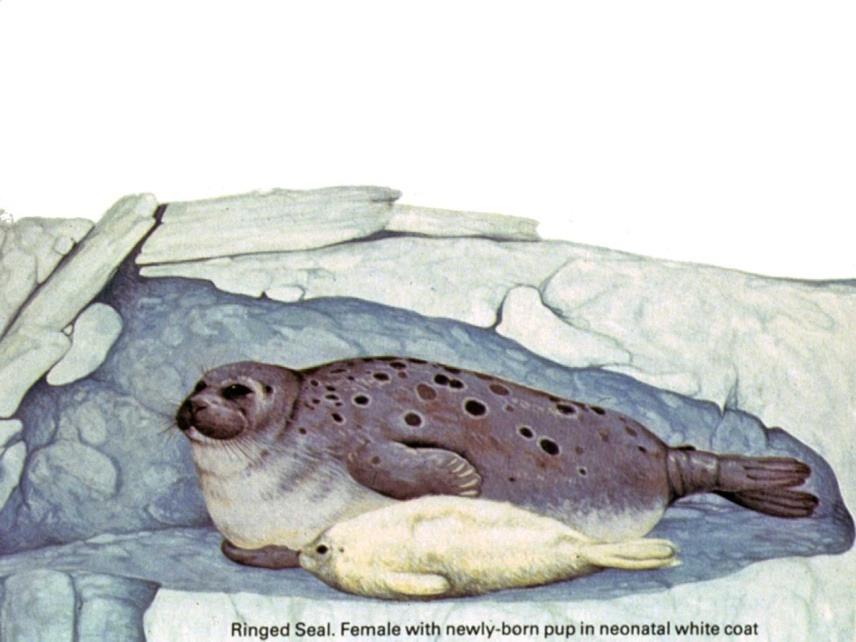 Arktische Meere Leben in 3 "Etagen" Ringelrobbe!weite zirkumarktische Verbreitung! 7 regionale Unterarten!auch im Brack- und Süßwasser!kleinste arktische Robbe (max. 1,3 m, 65 kg)!