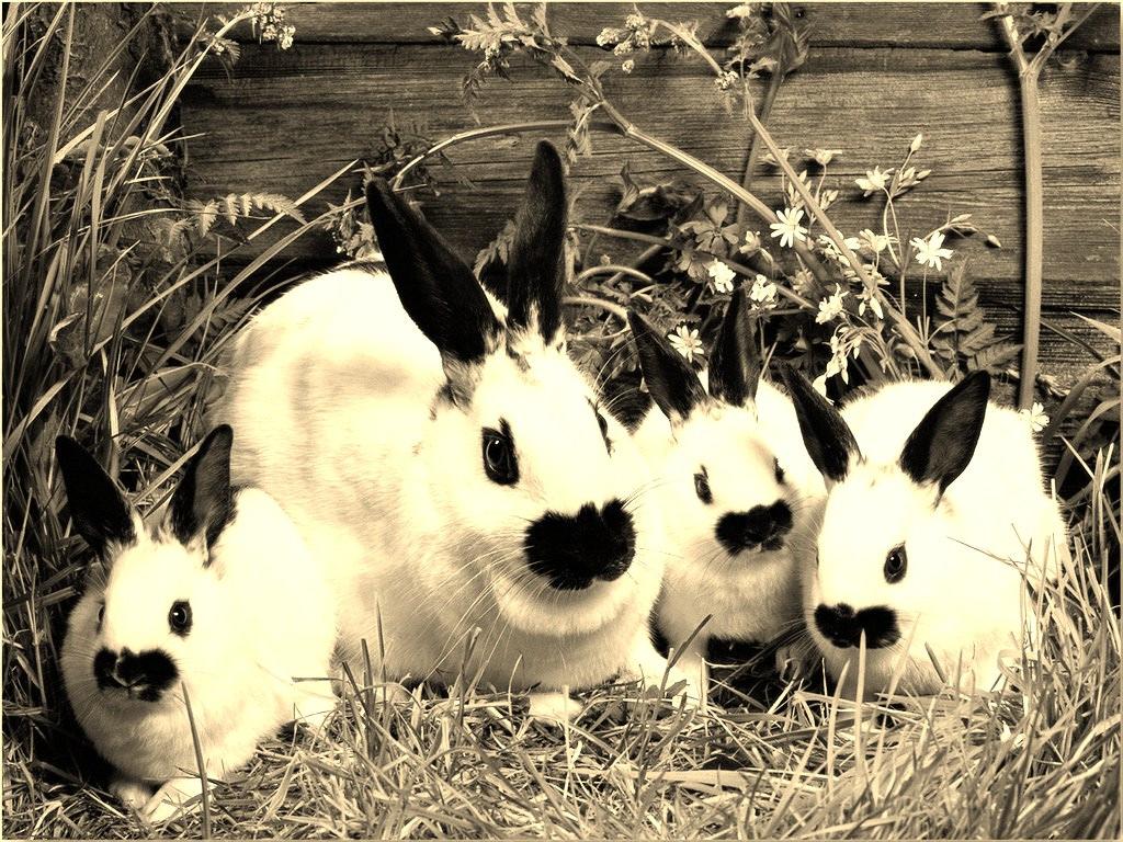 Kaninchenzucht