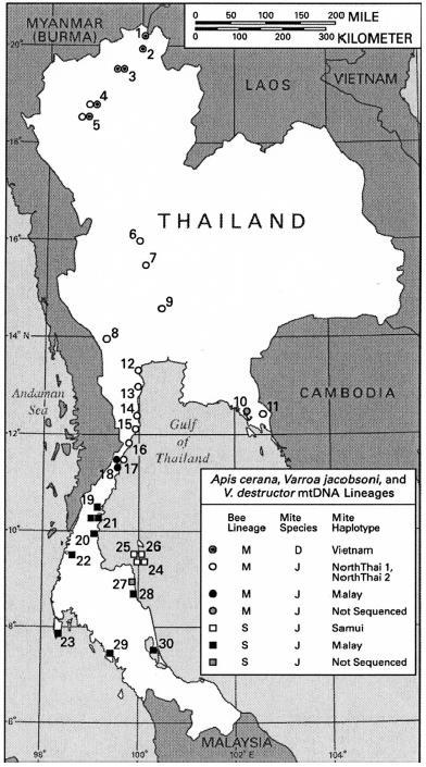 Zurück zur Quelle Entwicklung der Kenntnisse Varroa-A. cerana Thailand 77 Völker 30 Standorte 1 Varroa pro Volk ohne Angaben über Fortpflanzung Fig 2 in Warrit et al.