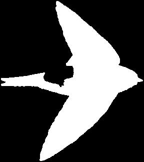 Die Mehlschwalbe ist der einzige europäische Singvogel, der weiße Beine und sogar weiße Füße hat. Im Englischen wird sie House Martin genannt, ein Hinweis auf ihren Brutplatz (engl. house = Haus).