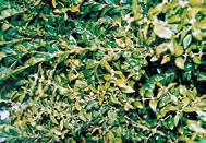 Giftpflanzen im Haus Buchsbaum h (Buxus sempervirens) giftig: vor allem Rinde, Blätter,