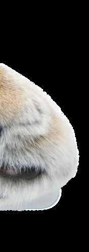 BIOLOGIE Der Eurasische Luchs ist mit seiner Schulterhöhe von bis zu 70 cm und seiner Körperlänge von bis zu 120 cm etwa so groß wie ein Schäferhund und damit nicht nur der größte Vertreter seiner