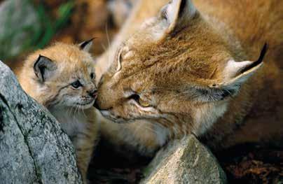 Auf dem amerikanischen Kontinent lebt der Rotluchs (Lynx rufus), der auch Bobcat genannt wird, sowie der Kanadaluchs (Lynx canadensis).