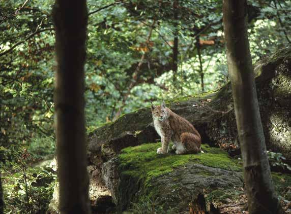 LEBENSRAUM Luchse bevorzugen weite struktur- und deckungsreiche Waldgebiete, die ihnen genügend Möglichkeiten bieten, um erfolgreich zu jagen und sich zurückzuziehen.