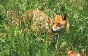 Der Fuchs Obwohl der Fuchs selbst ein Raubtier ist, wird auch er vom Luchs gefressen. Füchse gehören zur Familie der Hundeartigen und sind somit mit Hunden und Wölfen verwandt.