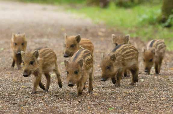 Das Wildschwein Frischling, so nennt man in der Jägersprache den Nachwuchs der Wildschweine, der unter einem Jahr alt ist. Sie machen nur einen geringen Teil der Beute des Luchses aus.