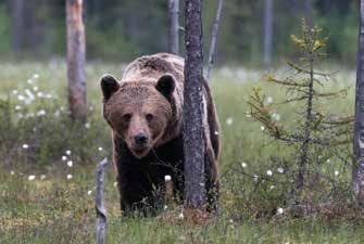 Während Wölfe aus Osteuropa wieder zuwandern, gibt es derzeit keine wilden Bären auf deutschem Boden.
