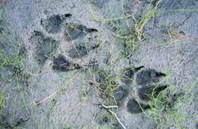 Wölfe können wie Hunde ihre Krallen nicht zurückziehen, weshalb diese in der Spur meist gut sichtbar sind. Das muss allerdings nicht immer der Fall sein.