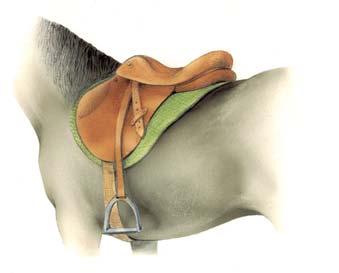 Die Grundausstattung für ein Reitpferd Zur Grundausstattung eines Pferdes gehören auf jeden Fall ein Halfter, ein Strick und eine Decke.